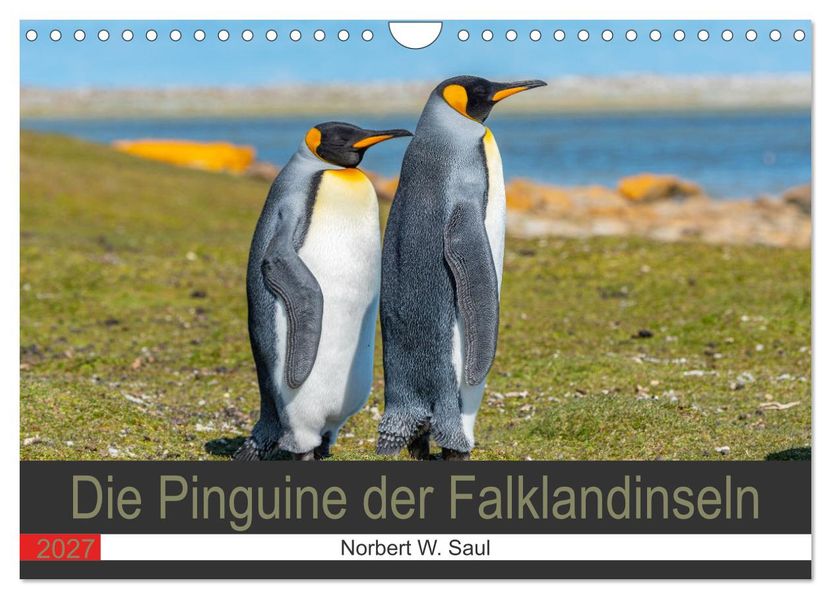 Die Pinguine der Falklandinseln (Wandkalender 2027 DIN A4 quer) CALVENDO Monatskalender