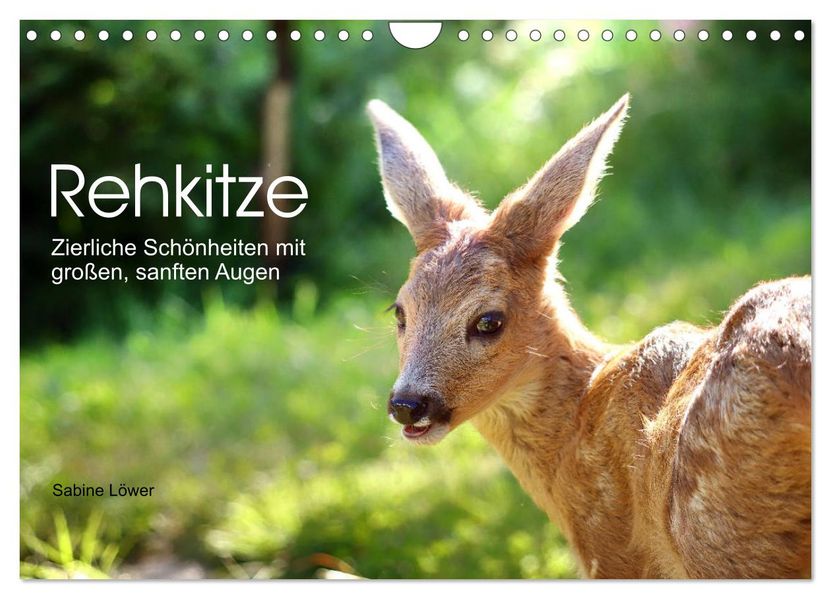 Rehkitze zierliche Schönheiten mit großen sanften Augen (Wandkalender 2027 DIN A4 quer) CALVENDO Monatskalender