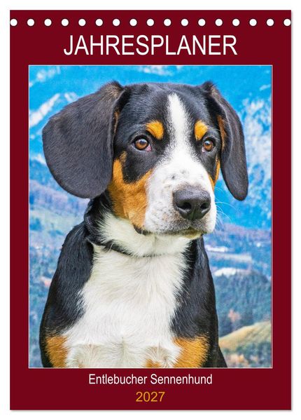 Jahresplaner Entlebucher Sennenhund (Tischkalender 2027 DIN A5 hoch) CALVENDO Monatskalender