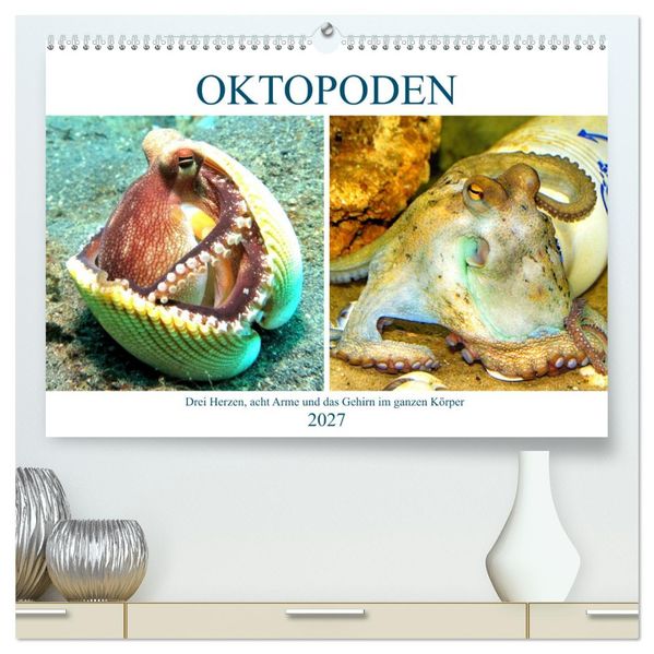 Oktopoden. Drei Herzen acht Arme und das Gehirn im ganzen Körper (hochwertiger Premium Wandkalender 2027 DIN A2 quer) Kunstdruck in Hochglanz