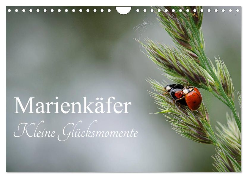 Marienkäfer - kleine Glücksmomente (Wandkalender 2027 DIN A4 quer) CALVENDO Monatskalender