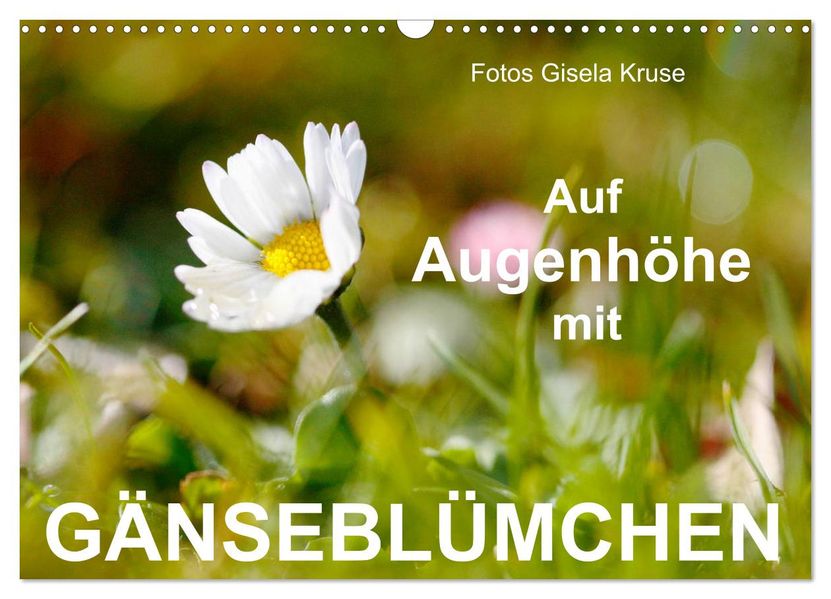 Auf Augenhöhe mit Gänseblümchen (Wandkalender 2027 DIN A3 quer) CALVENDO Monatskalender