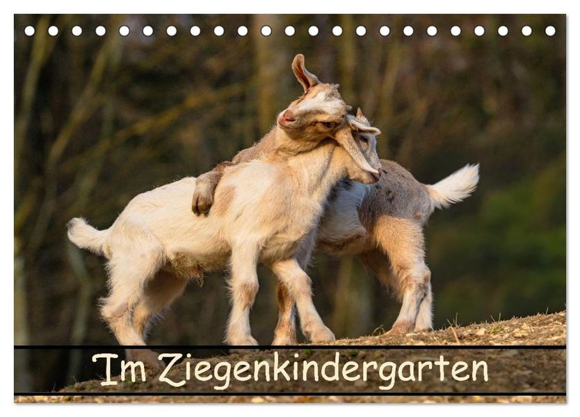 Im Ziegenkindergarten (Tischkalender 2027 DIN A5 quer) CALVENDO Monatskalender
