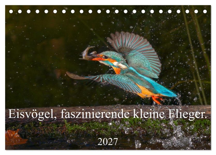 Eisvögel faszinierende kleine Flieger. (Tischkalender 2027 DIN A5 quer) CALVENDO Monatskalender