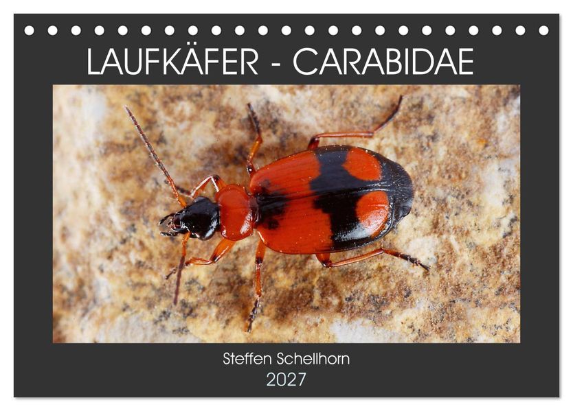 LAUFKÄFER - CARABIDAE (Tischkalender 2027 DIN A5 quer) CALVENDO Monatskalender