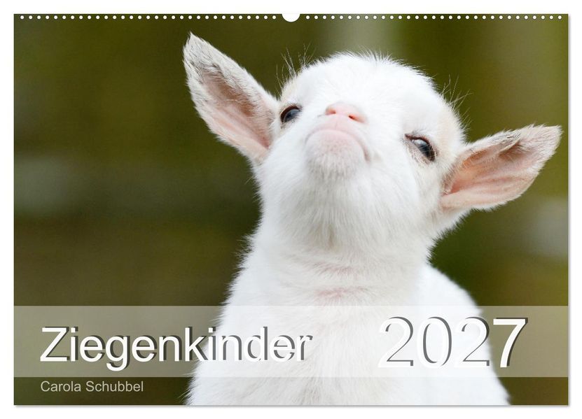 Ziegenkinder (Wandkalender 2027 DIN A2 quer) CALVENDO Monatskalender