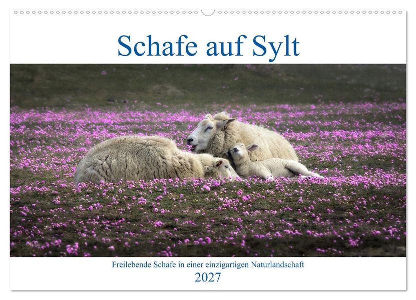 Schafe auf Sylt (Wandkalender 2027 DIN A2 quer) CALVENDO Monatskalender