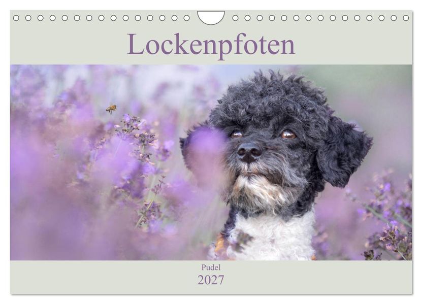 Lockenpfoten 2027 (Wandkalender 2027 DIN A4 quer) CALVENDO Monatskalender