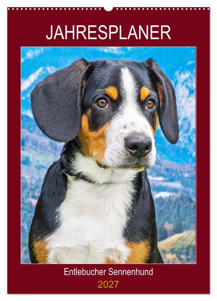 Jahresplaner Entlebucher Sennenhund (Wandkalender 2027 DIN A2 hoch) CALVENDO Monatskalender