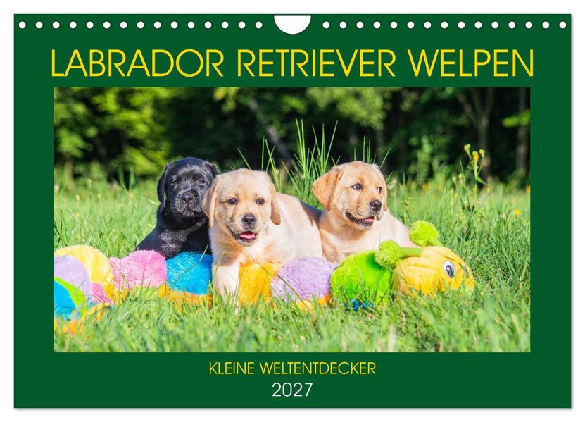 Labrador Retriever Welpen - Kleine Weltentdecker (Wandkalender 2027 DIN A4 quer) CALVENDO Monatskalender
