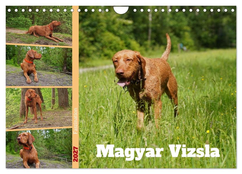 Faszination Magyar Vizsla (Wandkalender 2027 DIN A4 quer) CALVENDO Monatskalender
