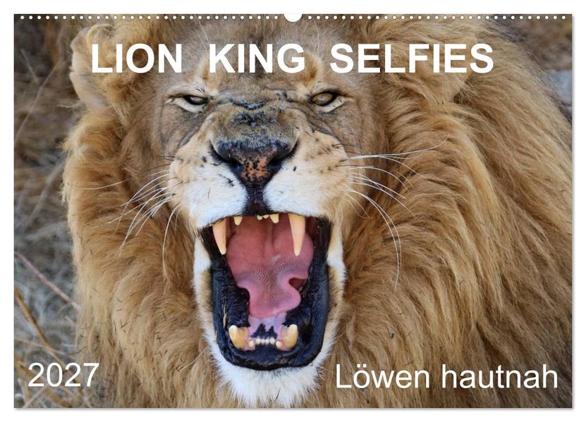 LION KING SELFIES Löwen hautnah (Wandkalender 2027 DIN A2 quer) CALVENDO Monatskalender