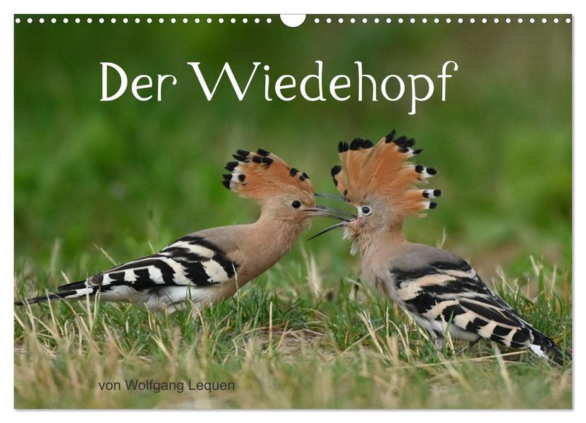 Der Wiedehopf (Wandkalender 2027 DIN A3 quer) CALVENDO Monatskalender