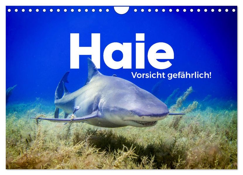 Haie - Vorsicht gefährlich! (Wandkalender 2027 DIN A4 quer) CALVENDO Monatskalender
