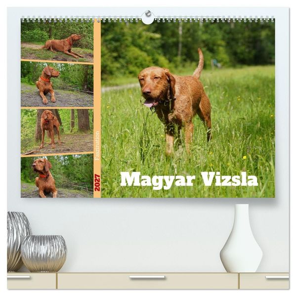 Faszination Magyar Vizsla (hochwertiger Premium Wandkalender 2027 DIN A2 quer) Kunstdruck in Hochglanz