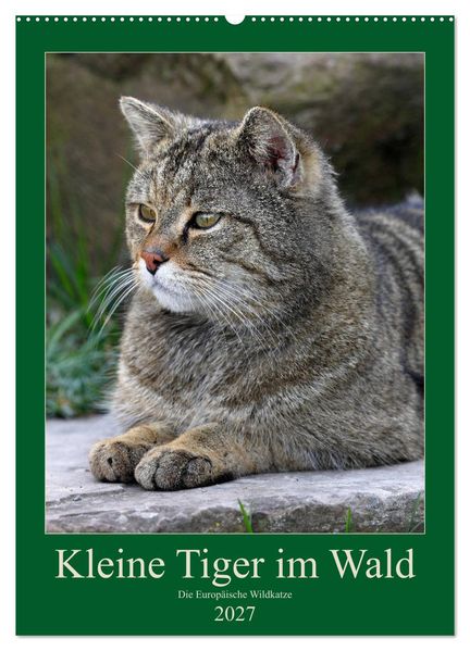Kleine Tiger im Wald (Wandkalender 2027 DIN A2 hoch) CALVENDO Monatskalender