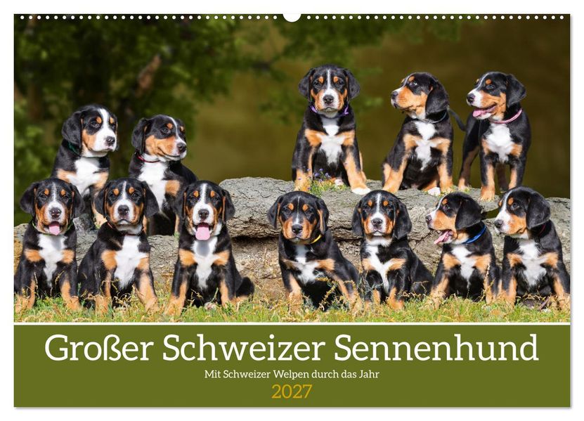 Großer Schweizer Sennenhund - Mit Schweizer Welpen durch das Jahr (Wandkalender 2027 DIN A2 quer) CALVENDO Monatskalender