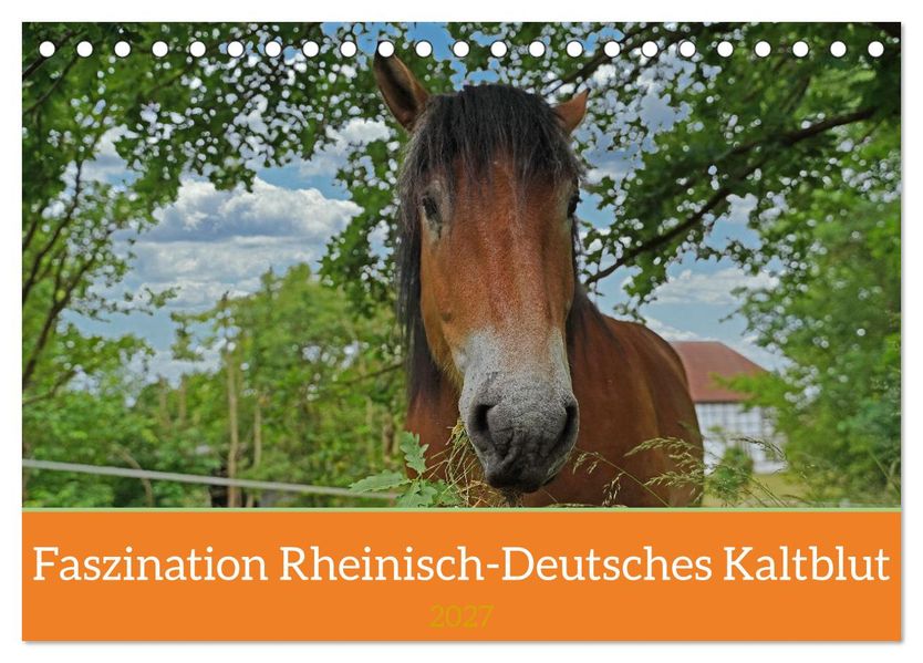 Faszination Rheinisch-Deutsches Kaltblut (Tischkalender 2027 DIN A5 quer) CALVENDO Monatskalender