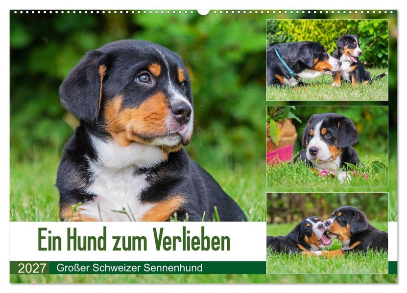 Ein Hund zum Verlieben - Großer Schweizer Sennenhund (Wandkalender 2027 DIN A2 quer) CALVENDO Monatskalender