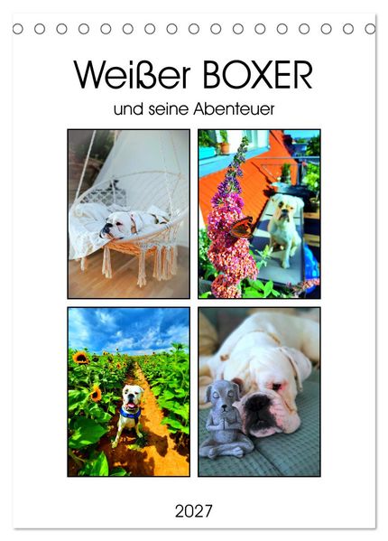 Weißer BOXER (Tischkalender 2027 DIN A5 hoch) CALVENDO Monatskalender