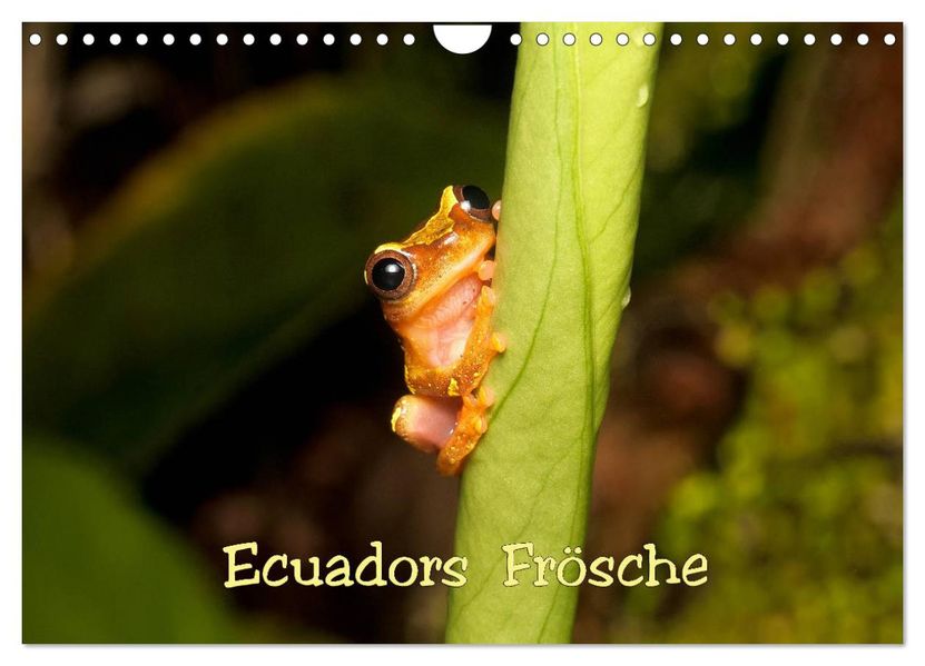 Ecuadors Frösche (Wandkalender 2027 DIN A4 quer) CALVENDO Monatskalender