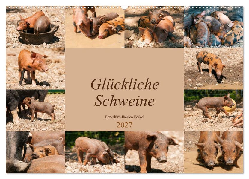 Glückliche Schweine Berkshire-Iberico Ferkel (Wandkalender 2027 DIN A2 quer) CALVENDO Monatskalender