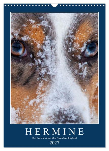 Hermine - Ein Jahr mit einem Mini Australian Shepherd (Wandkalender 2027 DIN A3 hoch) CALVENDO Monatskalender