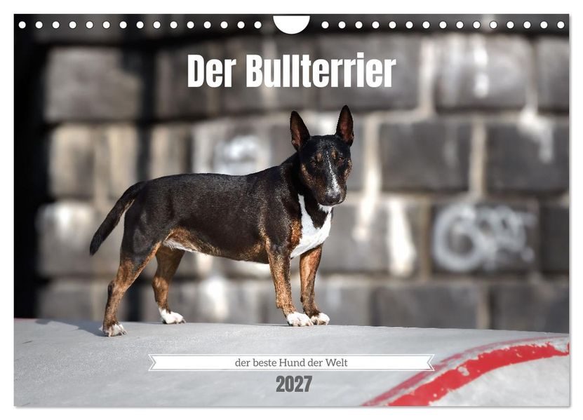 Der Bullterrier der beste Hund der Welt (Wandkalender 2027 DIN A4 quer) CALVENDO Monatskalender