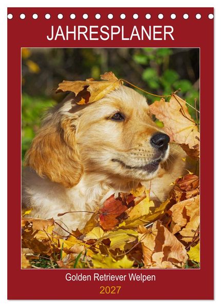 Jahresplaner Golden Retriever Welpen (Tischkalender 2027 DIN A5 hoch) CALVENDO Monatskalender