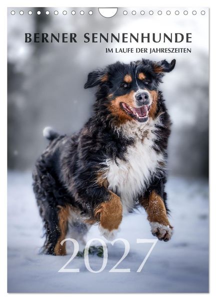 Berner Sennenhunde im Laufe der Jahreszeiten (Wandkalender 2027 DIN A4 hoch) CALVENDO Monatskalender