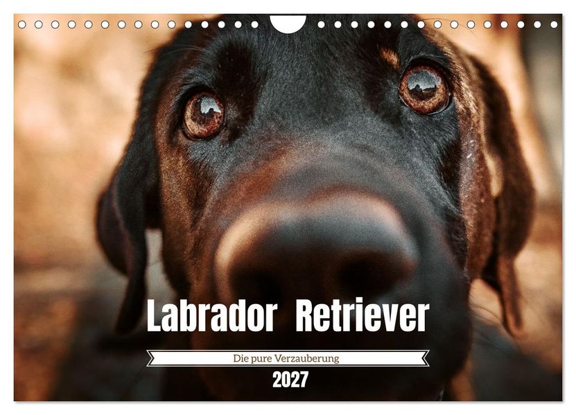 Verzauberung Labrador Retriever 2027 (Wandkalender 2027 DIN A4 quer) CALVENDO Monatskalender