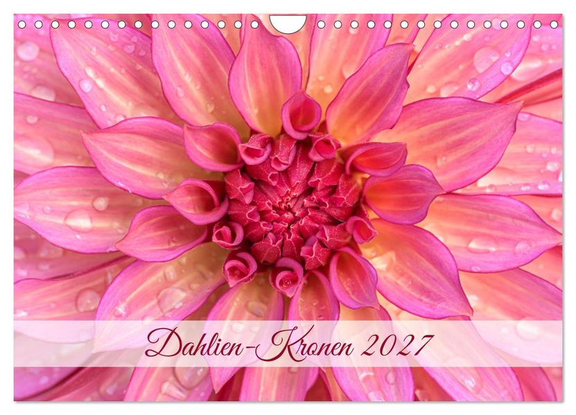 Dahlien-Kronen (Wandkalender 2027 DIN A4 quer) CALVENDO Monatskalender