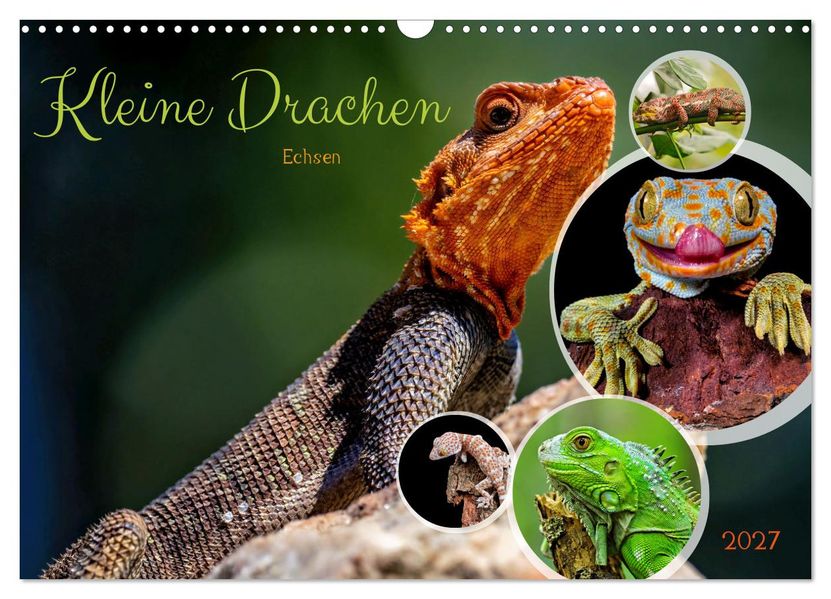 Kleine Drachen - Echsen (Wandkalender 2027 DIN A3 quer) CALVENDO Monatskalender
