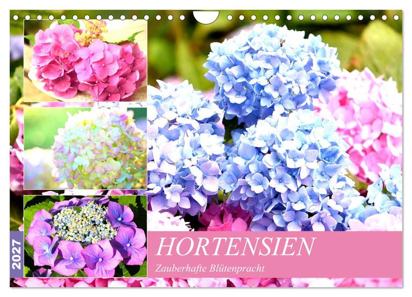 Hortensien. Zauberhafte Blütenpracht (Wandkalender 2027 DIN A4 quer) CALVENDO Monatskalender