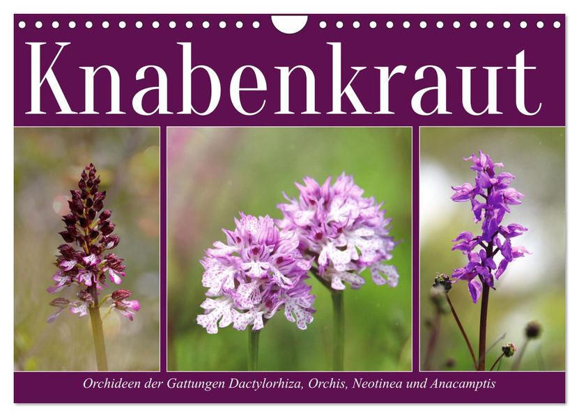 Knabenkraut (Wandkalender 2027 DIN A4 quer) CALVENDO Monatskalender