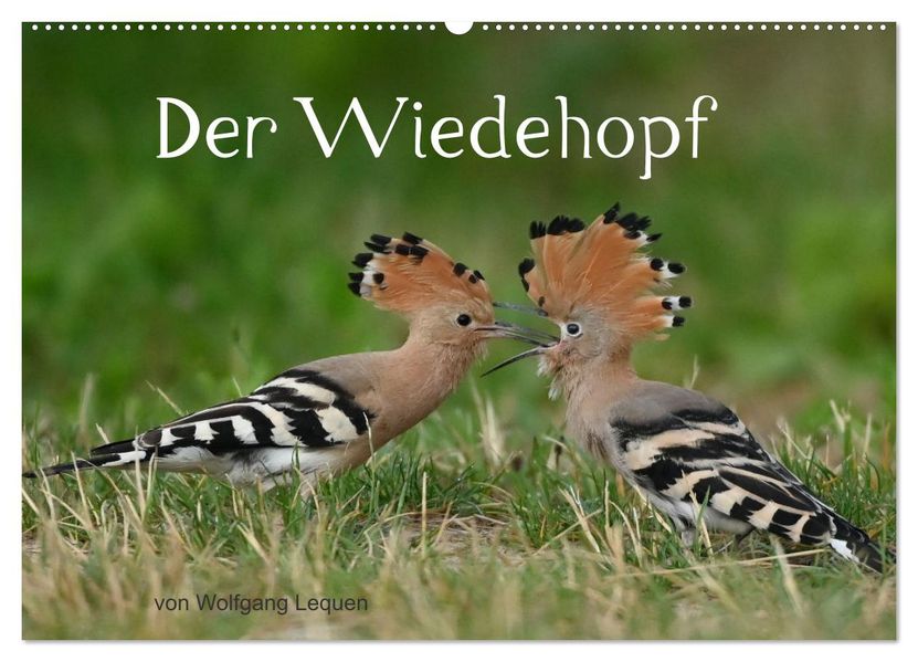 Der Wiedehopf (Wandkalender 2027 DIN A2 quer) CALVENDO Monatskalender