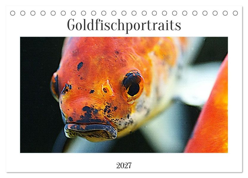 Goldfischportraits (Tischkalender 2027 DIN A5 quer) CALVENDO Monatskalender