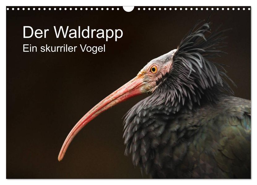 Der Waldrapp - Ein skurriler Vogel (Wandkalender 2027 DIN A3 quer) CALVENDO Monatskalender