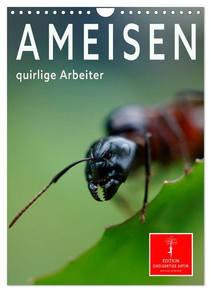 Ameisen quirlige Arbeiter (Wandkalender 2027 DIN A4 hoch) CALVENDO Monatskalender