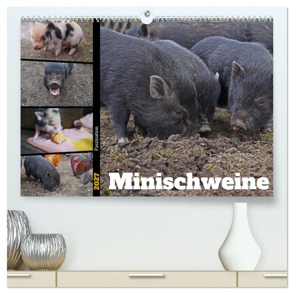 Faszination Minischweine (hochwertiger Premium Wandkalender 2027 DIN A2 quer) Kunstdruck in Hochglanz
