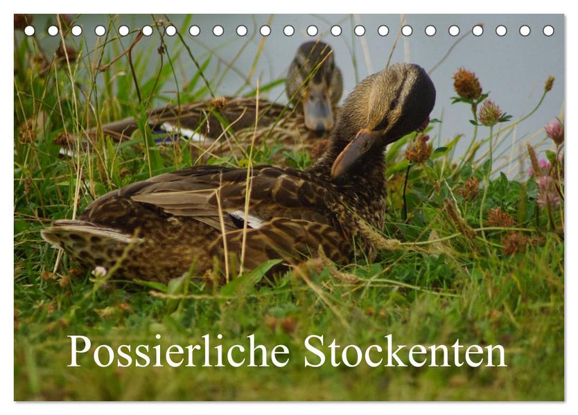 Possierliche Stockenten (Tischkalender 2027 DIN A5 quer) CALVENDO Monatskalender
