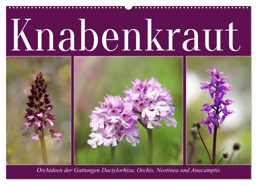 Knabenkraut (Wandkalender 2027 DIN A2 quer) CALVENDO Monatskalender