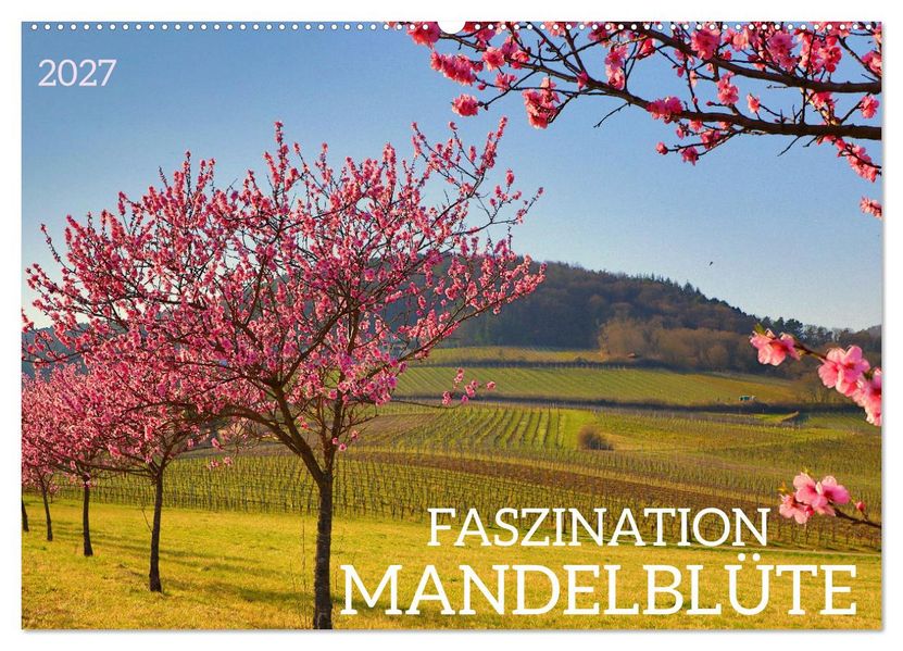 FASZINATION MANDELBLÜTE (Wandkalender 2027 DIN A2 quer) CALVENDO Monatskalender