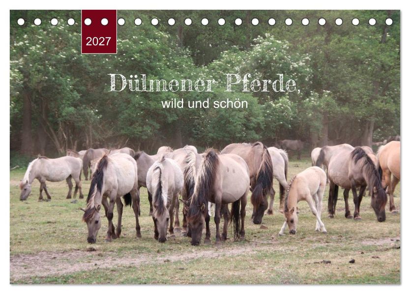 Dülmener Pferde wild und schön (Tischkalender 2027 DIN A5 quer) CALVENDO Monatskalender