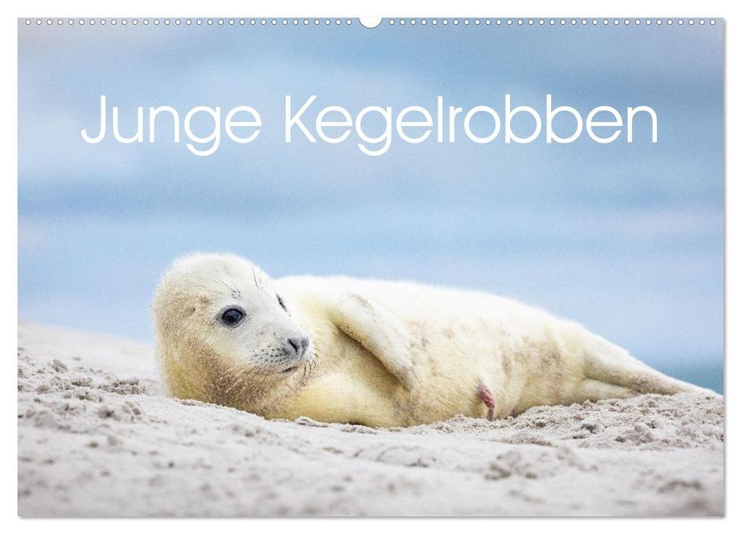 Junge Kegelrobben (Wandkalender 2027 DIN A2 quer) CALVENDO Monatskalender