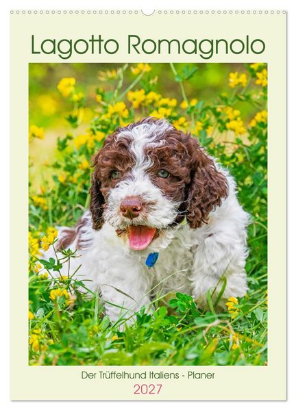 Lagotto Romagnolo - Der Trüffelhund Italiens - Planer (Wandkalender 2027 DIN A2 hoch) CALVENDO Monatskalender