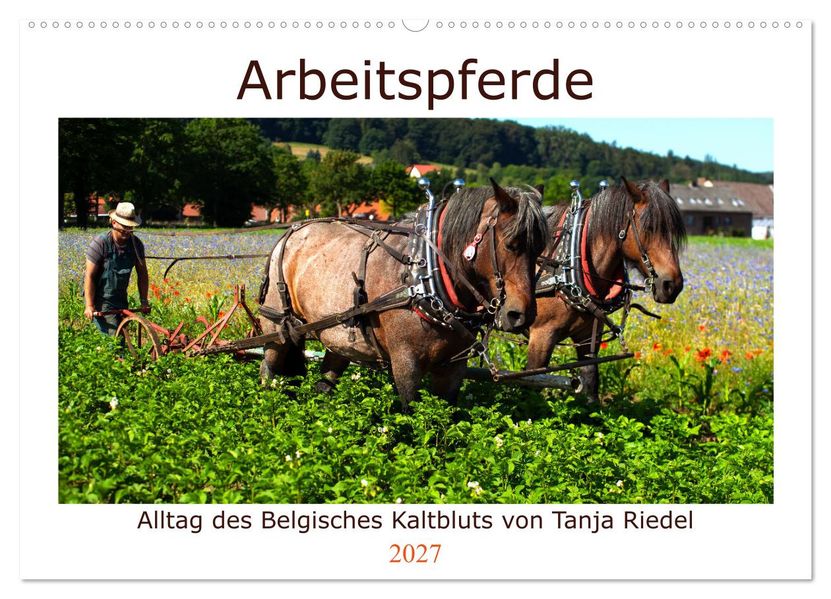 Arbeitspferde - Alltag des belgischen Kaltbluts (Wandkalender 2027 DIN A2 quer) CALVENDO Monatskalender