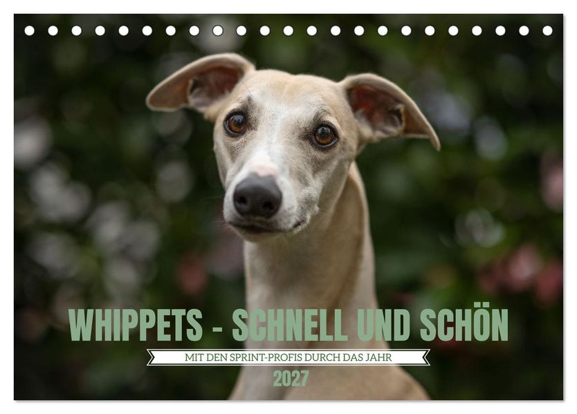 WHIPPETS - SCHNELL UND SCHÖN (Tischkalender 2027 DIN A5 quer) CALVENDO Monatskalender