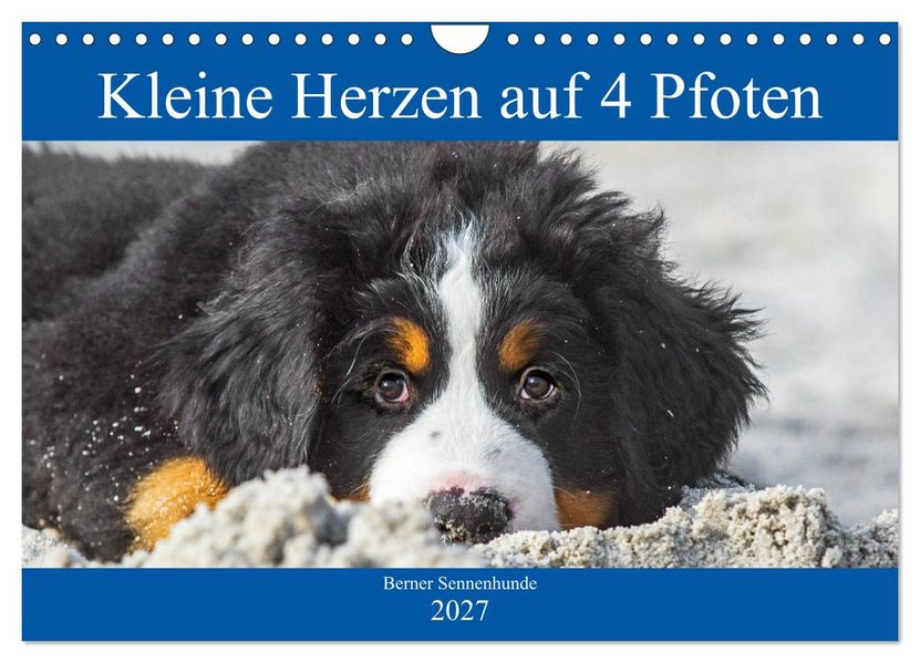 Kleine Herzen auf 4 Pfoten - Berner Sennenhunde (Wandkalender 2027 DIN A4 quer) CALVENDO Monatskalender
