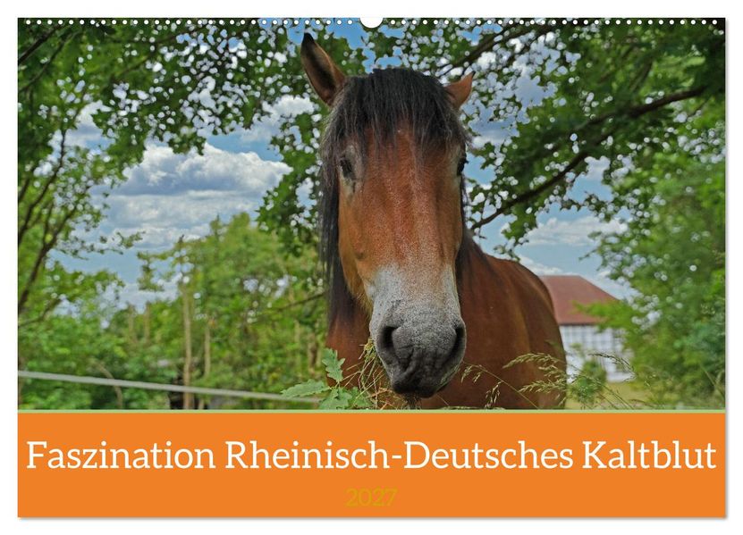Faszination Rheinisch-Deutsches Kaltblut (Wandkalender 2027 DIN A2 quer) CALVENDO Monatskalender